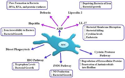 Potential of Mesenchymal Stem Cell-Derived Exosomes as a Novel Treatment for Female Infertility Caused by Bacterial Infections